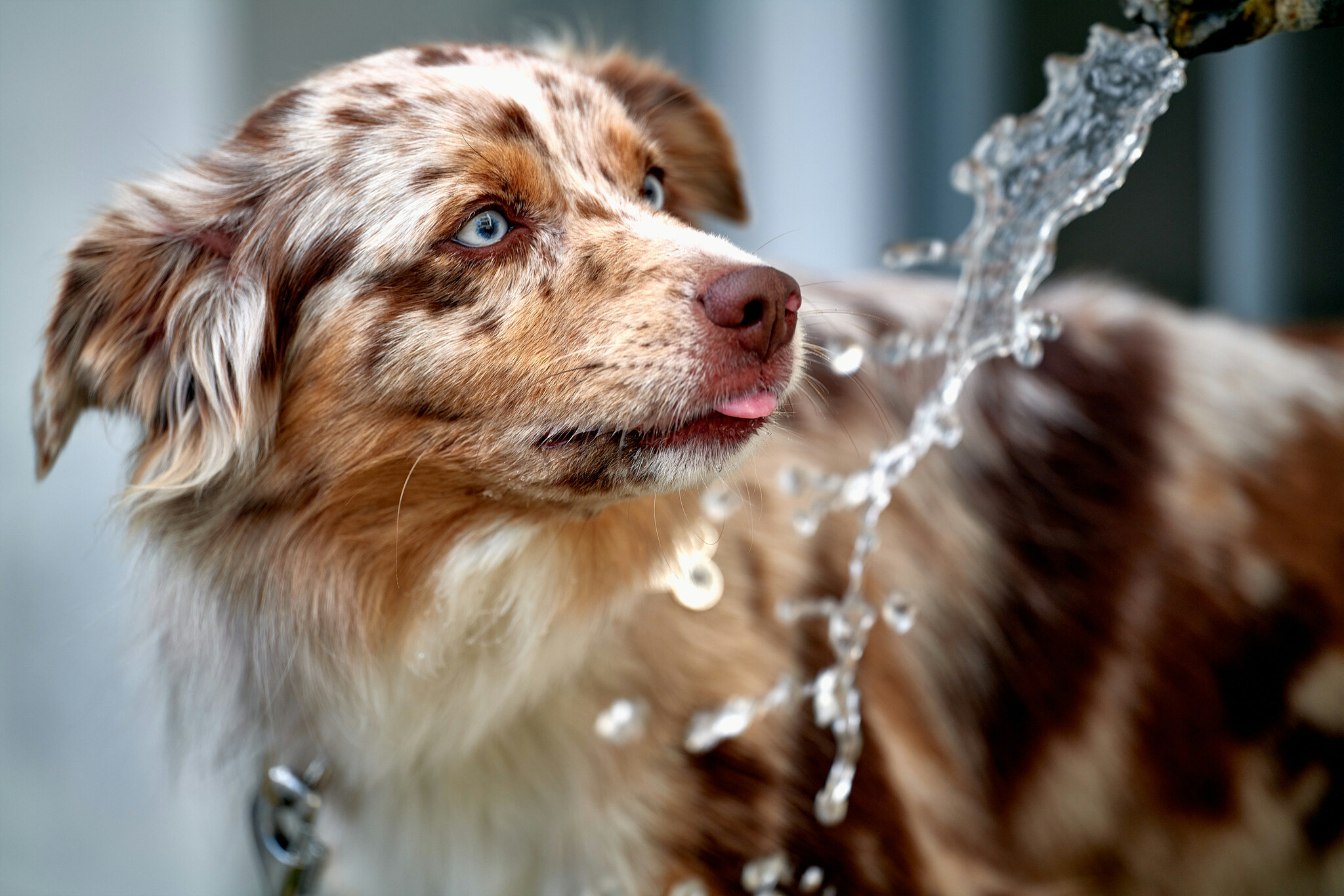 Leica at the Fountain · Leica Mastershot 2020